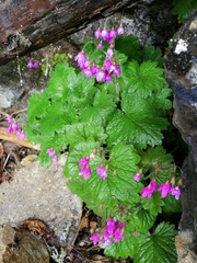 Primula matthioli