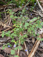 Dampiera hederacea