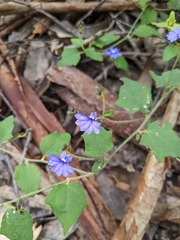 Dampiera hederacea