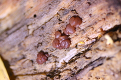 Ascocoryne sarcoides