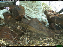 Varanus giganteus