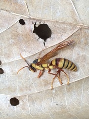 Polistes carnifex carnifex
