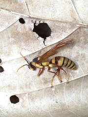 Polistes carnifex carnifex