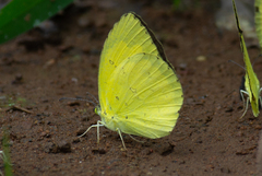 Eurema andersoni