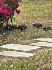 Numida meleagris domesticus