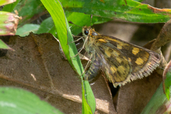 Taractrocera ceramas