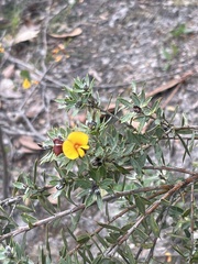 Pultenaea reticulata