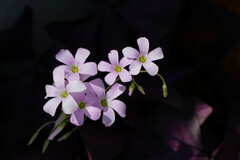Oxalis triangularis