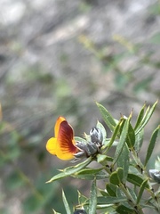 Pultenaea reticulata