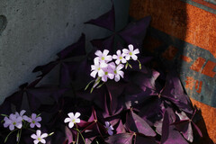 Oxalis triangularis