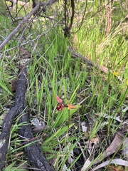 Diuris