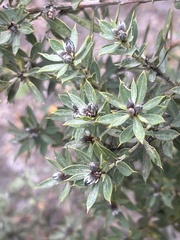 Pultenaea reticulata