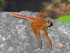 Sympetrum croceolum