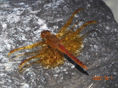 Sympetrum croceolum