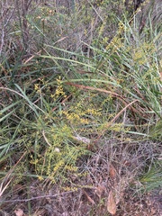 Leptomeria scrobiculata