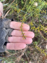 Leptomeria scrobiculata