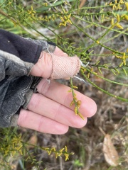 Leptomeria scrobiculata