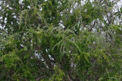 Canthium spinosum