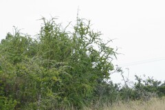 Canthium spinosum
