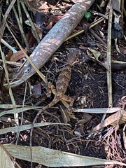 Enyalius