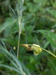 Vigna indica