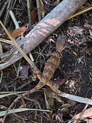 Enyalius