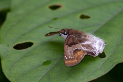Odontoptilum angulata