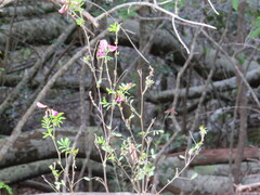 Tephrosia grandiflora