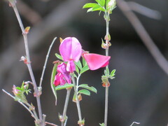 Tephrosia grandiflora