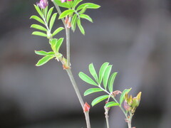 Tephrosia grandiflora