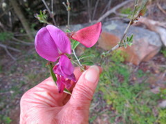 Tephrosia grandiflora