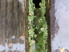 Cladonia fimbriata