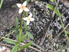 Cyanothamnus nanus nanus