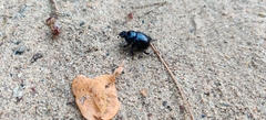 Anoplotrupes stercorosus