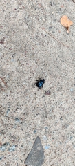 Anoplotrupes stercorosus
