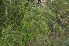 Canthium spinosum