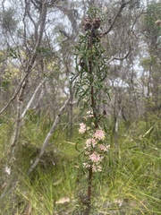 Petrophile diversifolia
