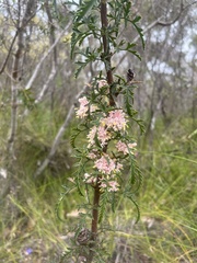 Petrophile diversifolia