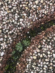 Marchantia polymorpha ruderalis