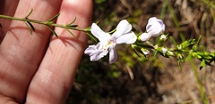 Westringia tenuicaulis