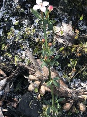 Cyanothamnus nanus nanus