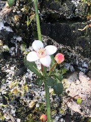 Cyanothamnus nanus nanus