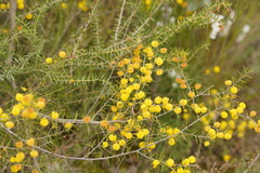 Acacia brownii