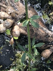Cyanothamnus nanus nanus