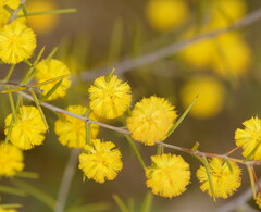Acacia brownii