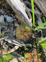 Drosera whittakeri