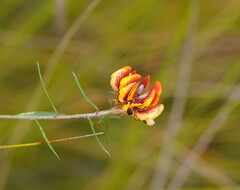 Pultenaea sericea
