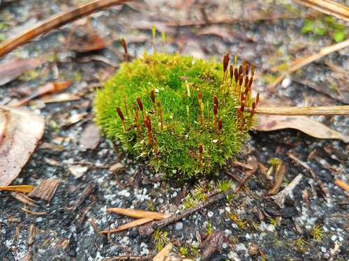 Image of Tayloria octoblepharum by (c) Em Lamond, some rights reserved (CC BY)