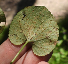 Puccinia violae