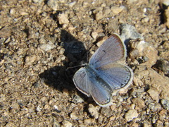Icaricia shasta